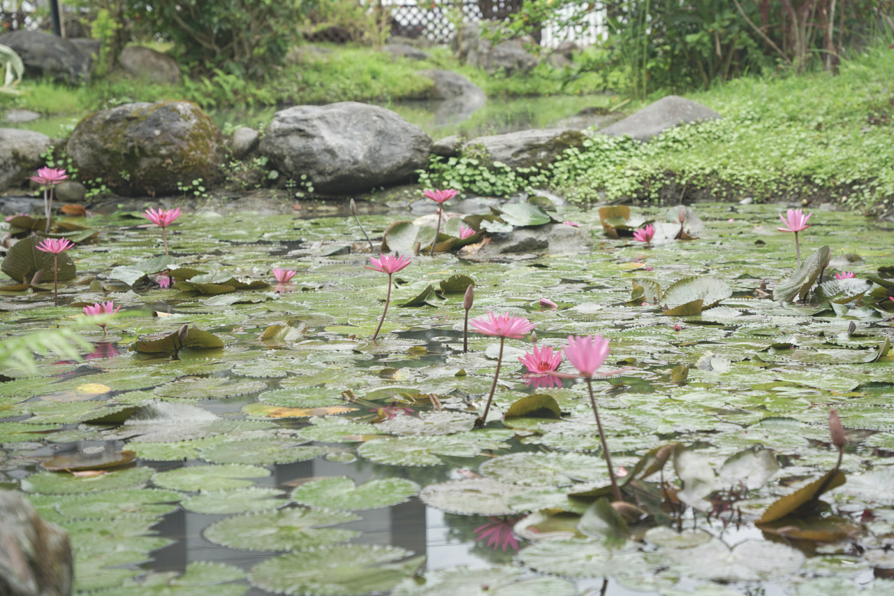 金澤居民宿位於花蓮吉安鄉，是以日式綠建築為主題，民宿緊鄰花蓮木瓜山，在房間內就可以看見美麗的山景好不愜意，在金澤居猶如身處於世外桃源，在台灣小旅行很適合來這裡感受一下花蓮之美。