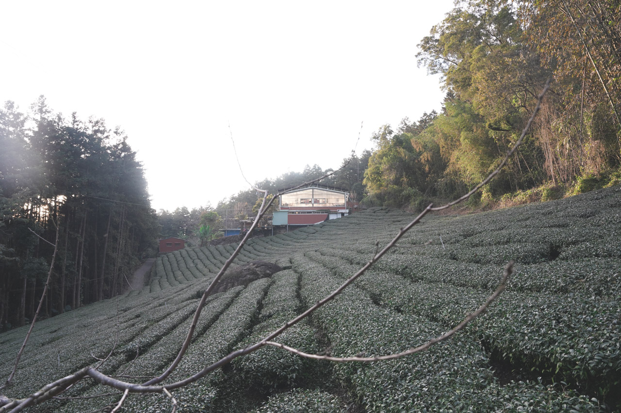 這次嘉義阿里山咖啡莊園之旅，我們在鄒族的樂野部落吃喝玩樂，也吸收到更多咖啡知識，久久沒有拋開工作遠離都市來趟輕旅行，如果大家跟我一樣喜愛咖啡，那推薦利用週末2天1夜的時間安排一趟台灣咖啡莊園知性之旅。